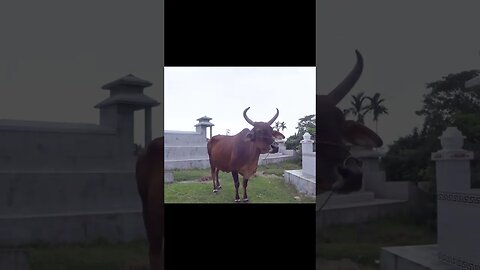 Cemetery Cows