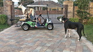 Max and Katie the Great Danes Enjoying Their Golf Cart
