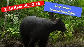 Bear Hunting Vlog #6