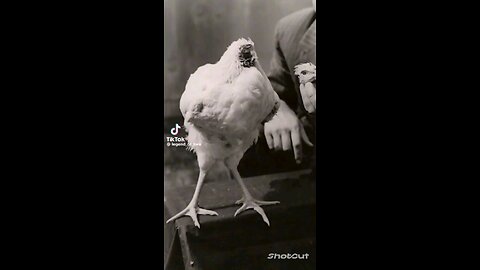 The Headless Chicken