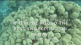 The Best Snorkeling We Found on Hawai'i - The Traveling Tacos - Exploring The Big Island Hawai'i