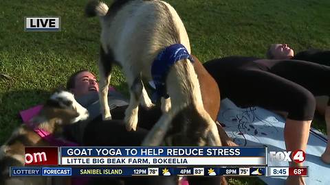 Goat yoga helps reduce stress