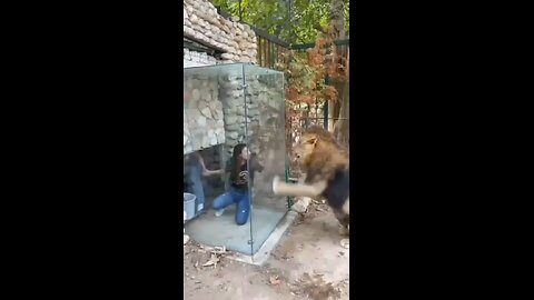 animals wild videos 😂😂 please like share and comments