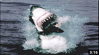 Great White Shark Attack And Breach