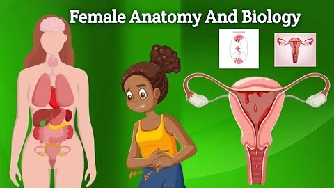Female Organism | Female Anatomy And Biology | What you need to know.