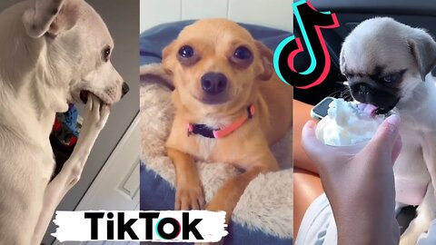 Funny Dogs of TikTok Part #3 🐶🐕