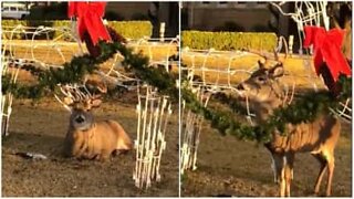 Deer camouflages himself in Christmas decorations