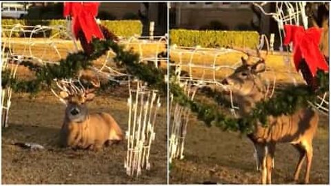 Deer camouflages himself in Christmas decorations