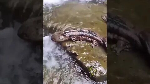 These are Japanese giant salamanders, the second largest amphibian in the world...