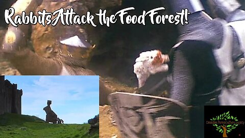 Rabbits attack the food forest!