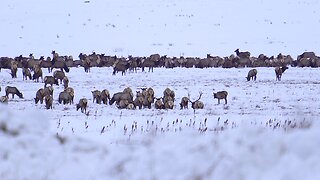 Huge Bull elk