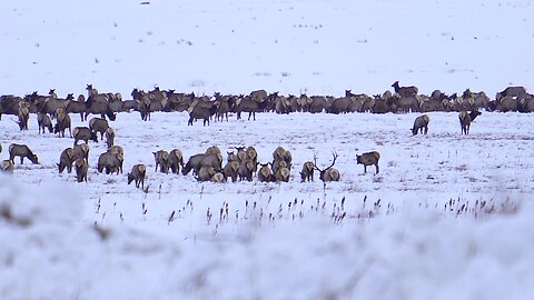 Huge Bull elk