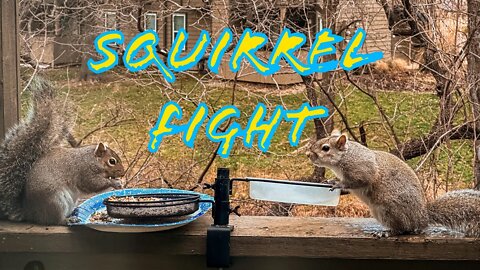 Squirrel 🐿️ Fight