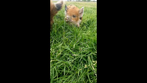 KuneKune's Farm Life...