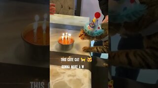 Cute Cat celebrating her birthday 🎂 🥳 #cat #cute