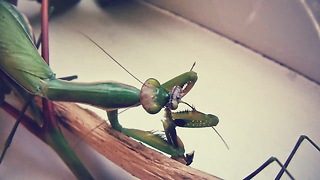 How the female praying mantis eats the male mantis