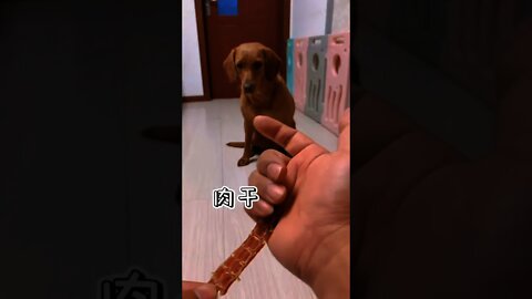 嗯嗯狗狗的演技100分👍＃Shorts#狗狗#Dog