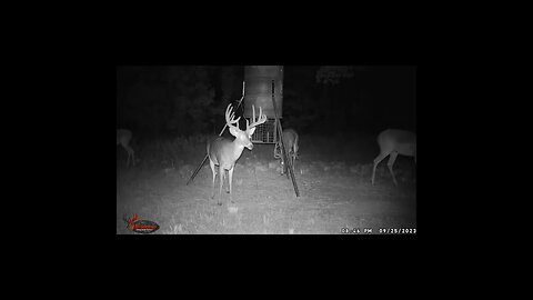 Buck on my 15 acres, 3 years of selective harvest