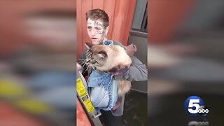 Employees of Akron tattoo shop rescue trapped cat, reunite him with owners