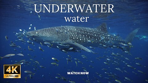 "Explore the Enchanting Beauty of Life Under the Sea" | Marine Life | Nature Documentary