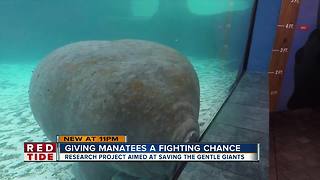 Scientists search for cure to help manatees fight sickness caused by red tide