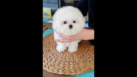 The world's cutest Bichon Frise lovely and cutest puppy - Teacup puppies