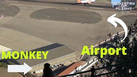 Wild Monkey Watches Plane Land #shorts