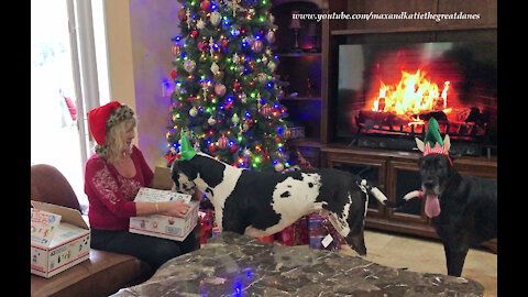Festive Great Danes Love Opening Christmas Gifts From Their Fairy Godmother