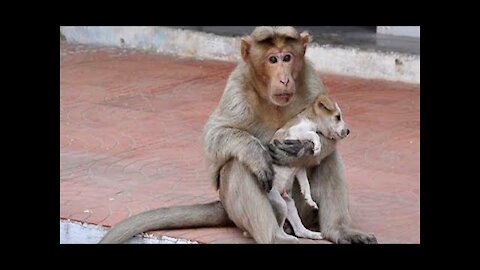 The monkey that adopted the puppy, and they became best friends 2021