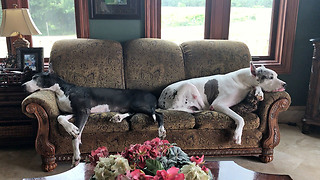 Great Danes Chilling Out on The Sofa with Artist Dad