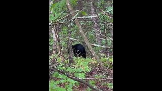 This bear gets way too close!