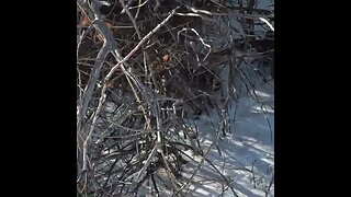 Charlie gets a point | Colorado Pheasant Hunting at Rocky Mountain Roosters