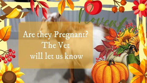 Are they pregnant? The vet will tell us