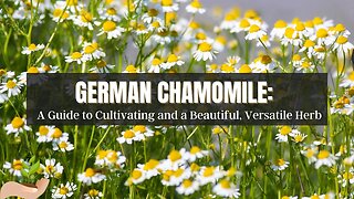 German Chamomile: A Guide to Cultivating and Utilizing this Versatile Herb