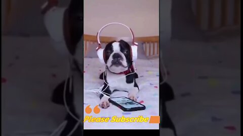 Cute Dog Listening Music.