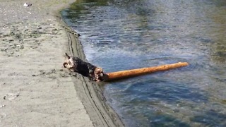 TINY Dog Fetches BIG Log