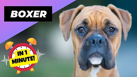 Boxer - In 1 Minute! 🐶 The Irresistible Heart Stealer | 1 Minute Animals