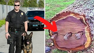 Ex Police Dog Keeps Barking At Tree and Dad Finds A Lot More Than Wood Inside