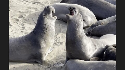 Funny California Elephant Seals Belching and Fighting out Turf Disputes
