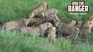 Mega-Pride Of Lions Eat A Buffalo | Maasai Mara Safari | Zebra Plains