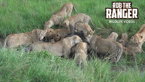 Mega-Pride Of Lions Eat A Buffalo | Maasai Mara Safari | Zebra Plains
