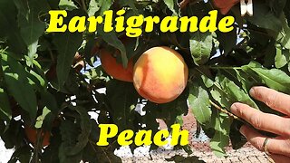 Our Top Peach Picks for Warm Climates | Earligrande Peach Review