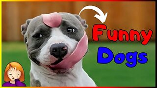 Funny Dogs & Cute Puppies 🐶 Hilarious Canines - Dog Memes - Silly Pets #1