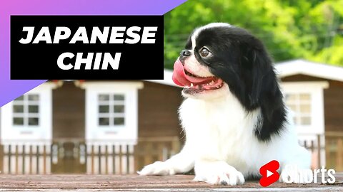 Japanese Chin 🐶 One Of The Laziest Dog Breeds In The World #shorts