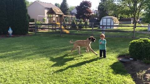 When A Dog Is Bigger Than Its Human Friend