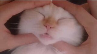 Gatto si rilassa profondamente con un massaggio