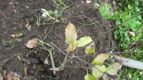 Μεταφύτευση δενδρυλλίου κρανιάς (cornus mas) μετά από πολλαπλασιασμό με καταβολάδες στο έδαφος