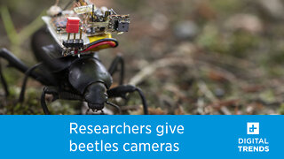 Researchers turned beetles into photographers for the sake of science