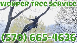 Worper Tree Service At It Again