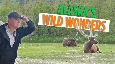 AMAZING Creatures Great and Small: Exploring the Wildlife of Alaska